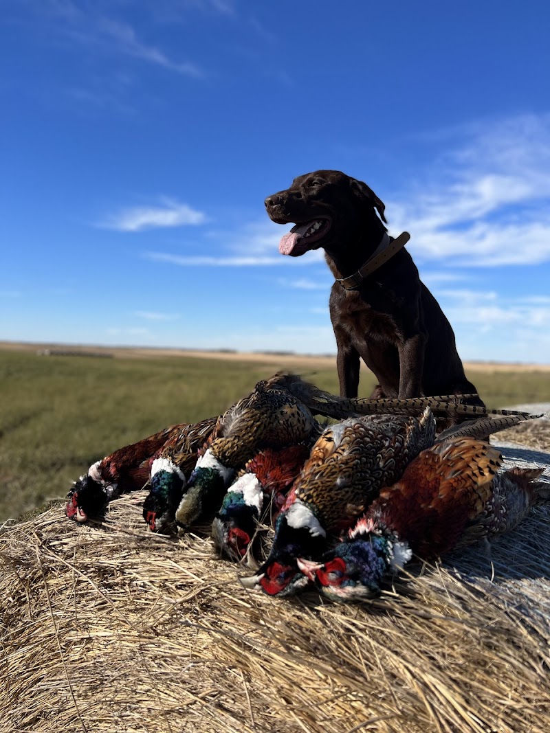 Central Dakota Lodge - Pheasant Hunting North Dakota - Photo 1