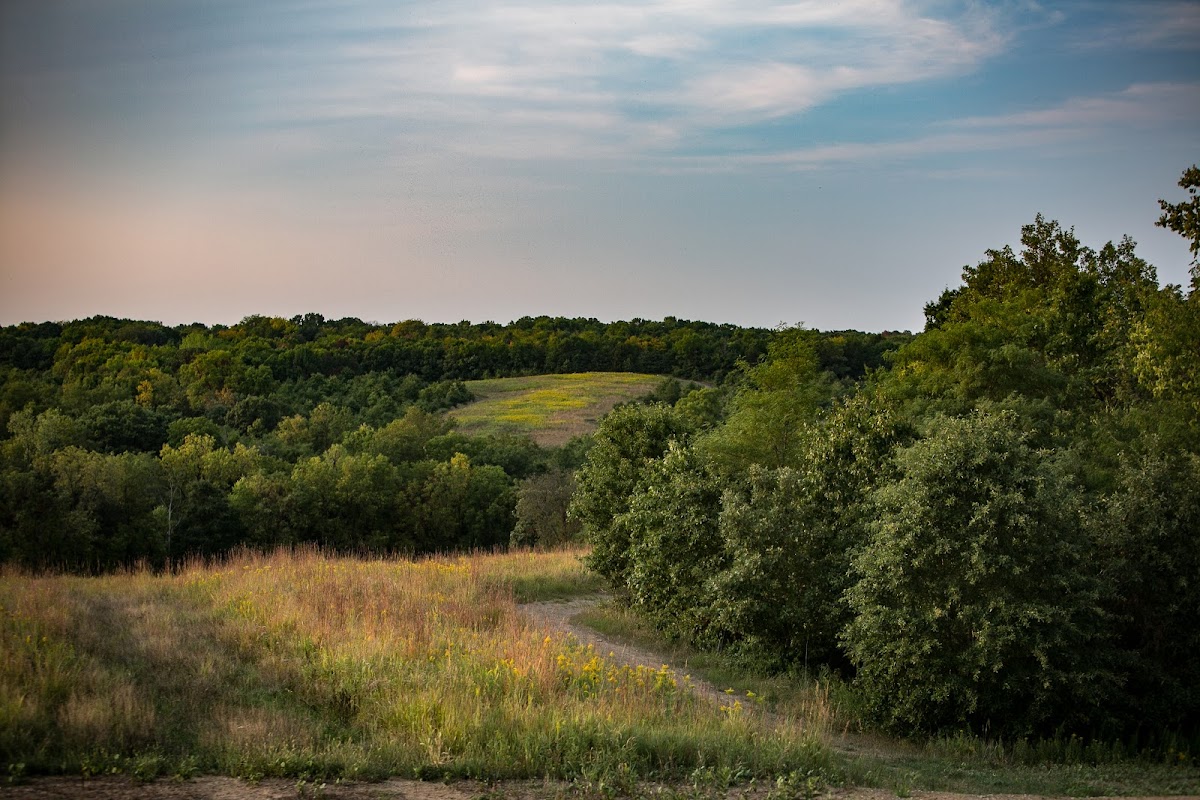 Hunting Iowa Whitetails
