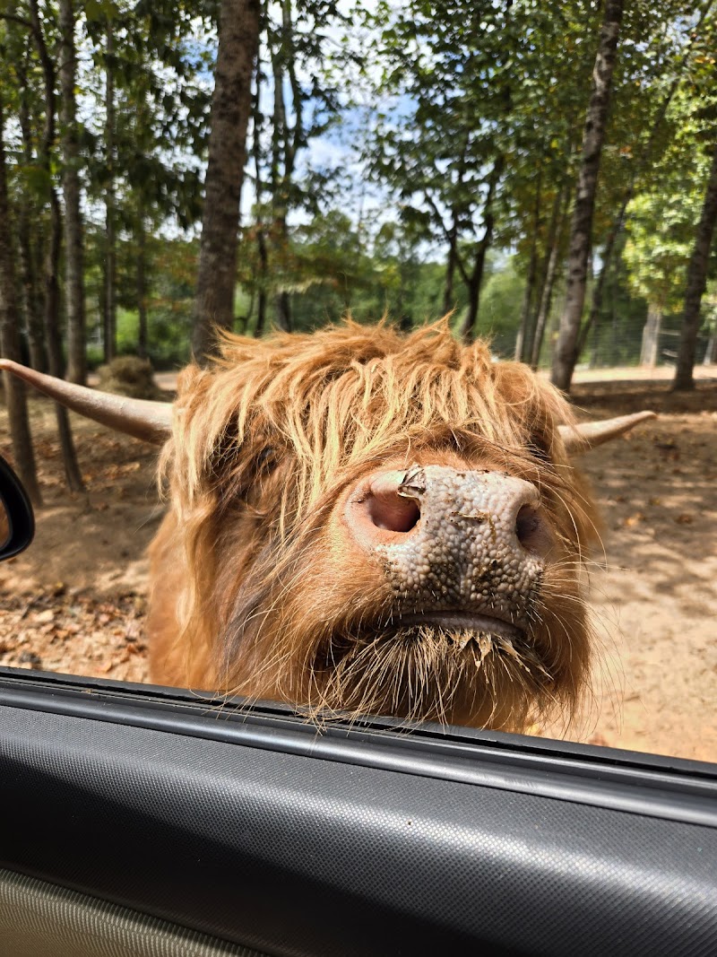 North Georgia Safari Park -Drive thru - Photo 2