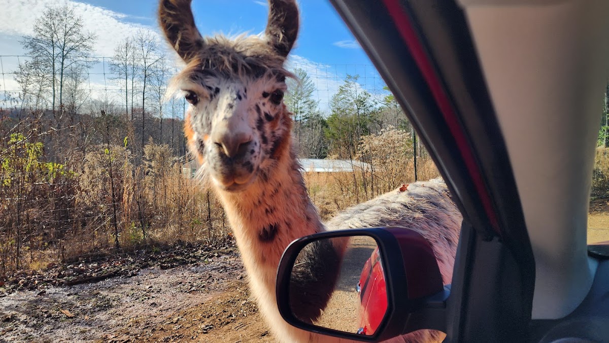 North Georgia Safari Park -Drive thru