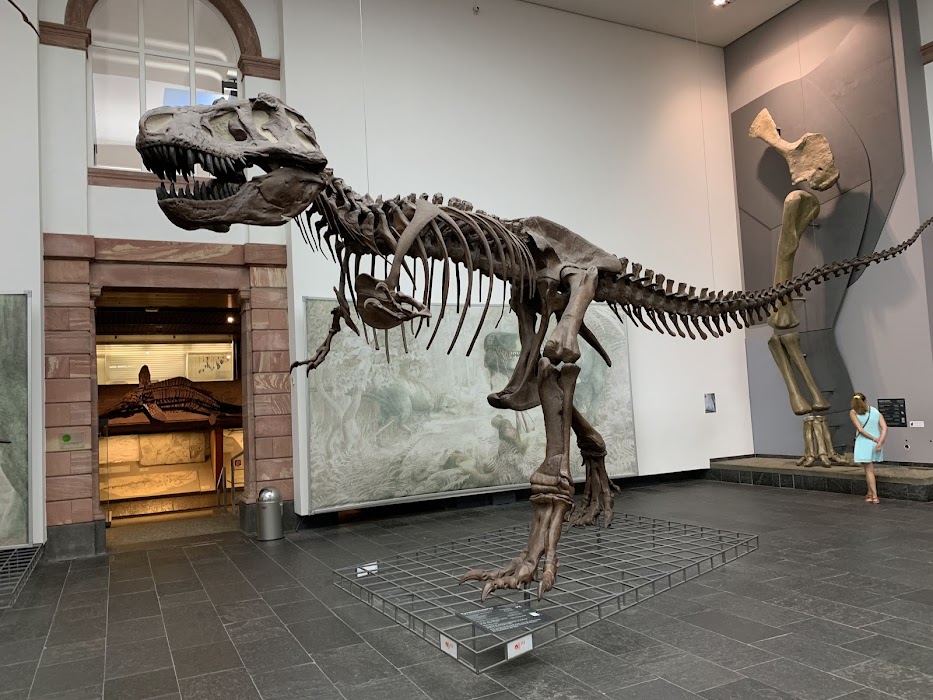 Senckenberg Naturmuseum fotoğraf 1