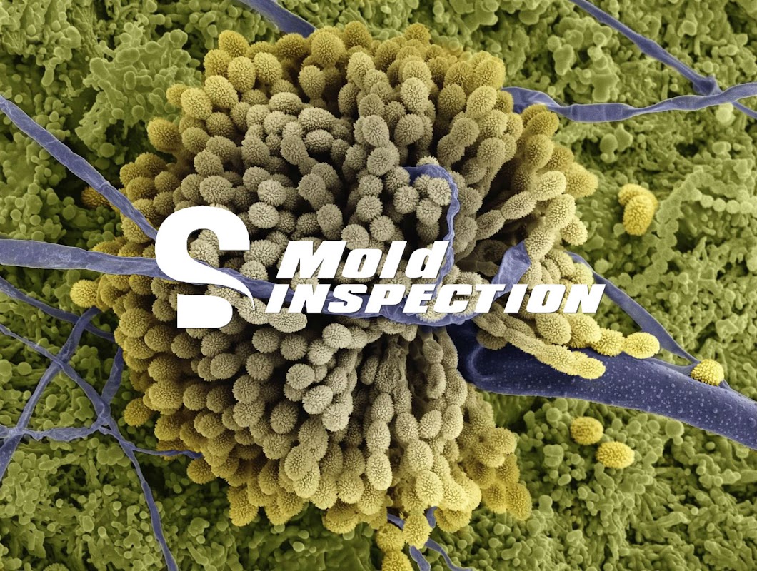 SD Mold Inspection — photo