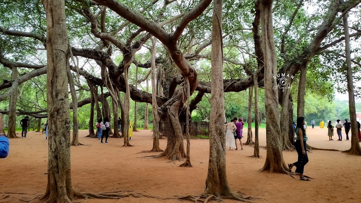 Auroville: The City of Dawn — 3
