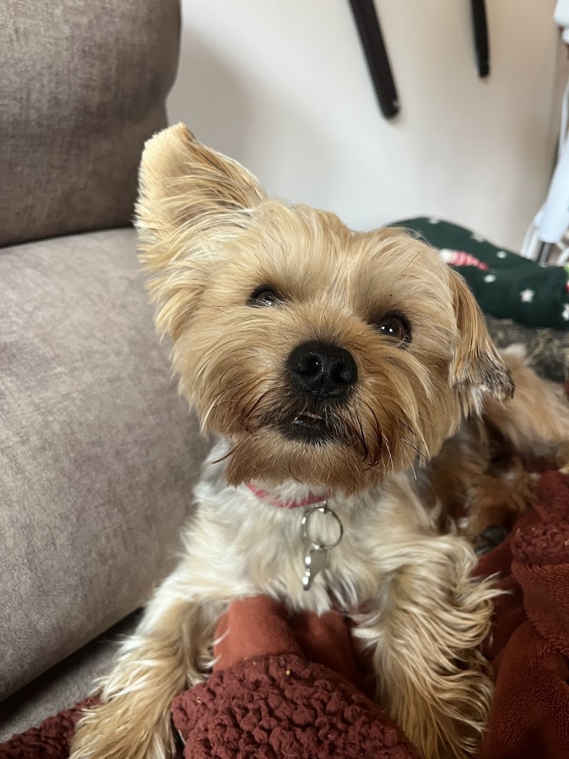 Hospital Veterinario Beade photo 4