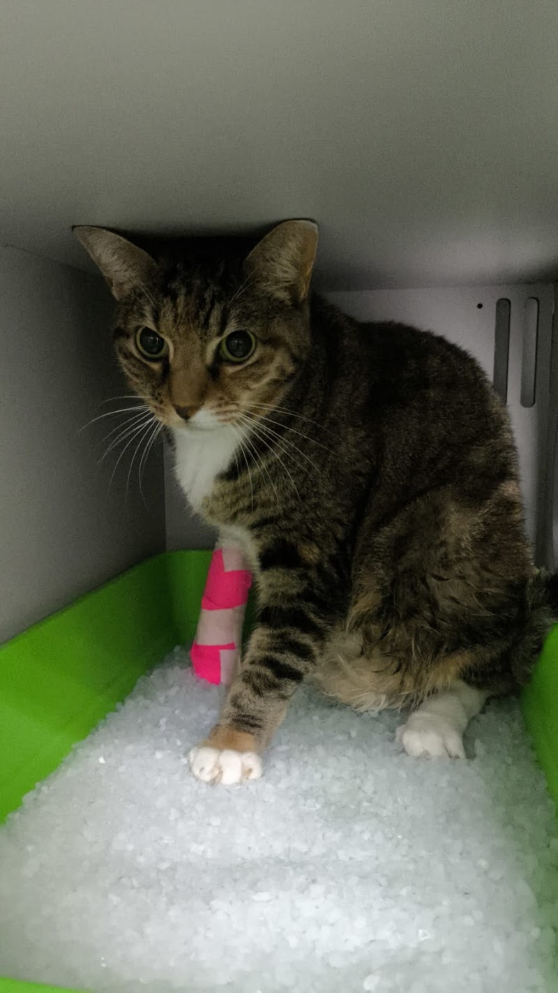 Hospital Veterinario Beade photo 3