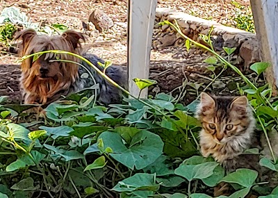 יוקי מארח חברים פנסיון לכלבים קטנים/ בינוניים