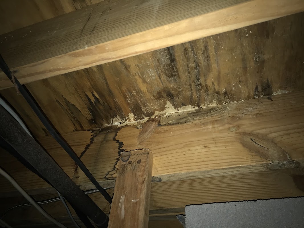 Atlanta Mold — photo