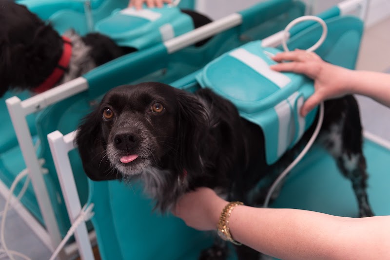 FISIOCANIS: REHABILITACIÓN Y FISIATRÍA VETERINARIA