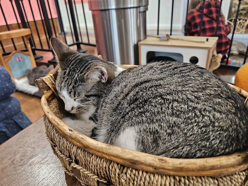 don’t stress meowt - Cat Cafe photo 3