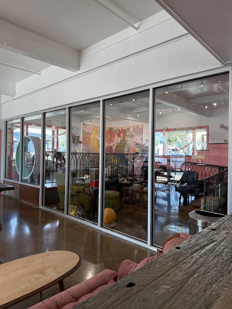 Don't Stress Meowt Cat Cafe - Tulsa