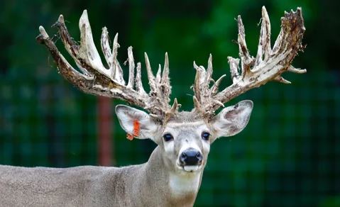 Riverbend Whitetails of Oklahoma