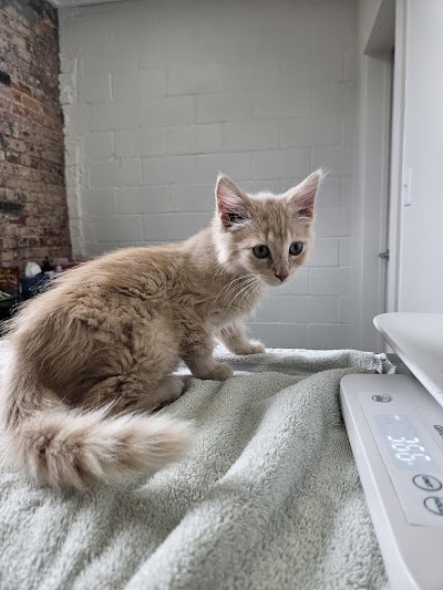 Southside Veterinary Clinic