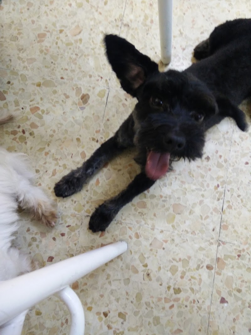 Clínica Veterinaria la Camelia photo 1