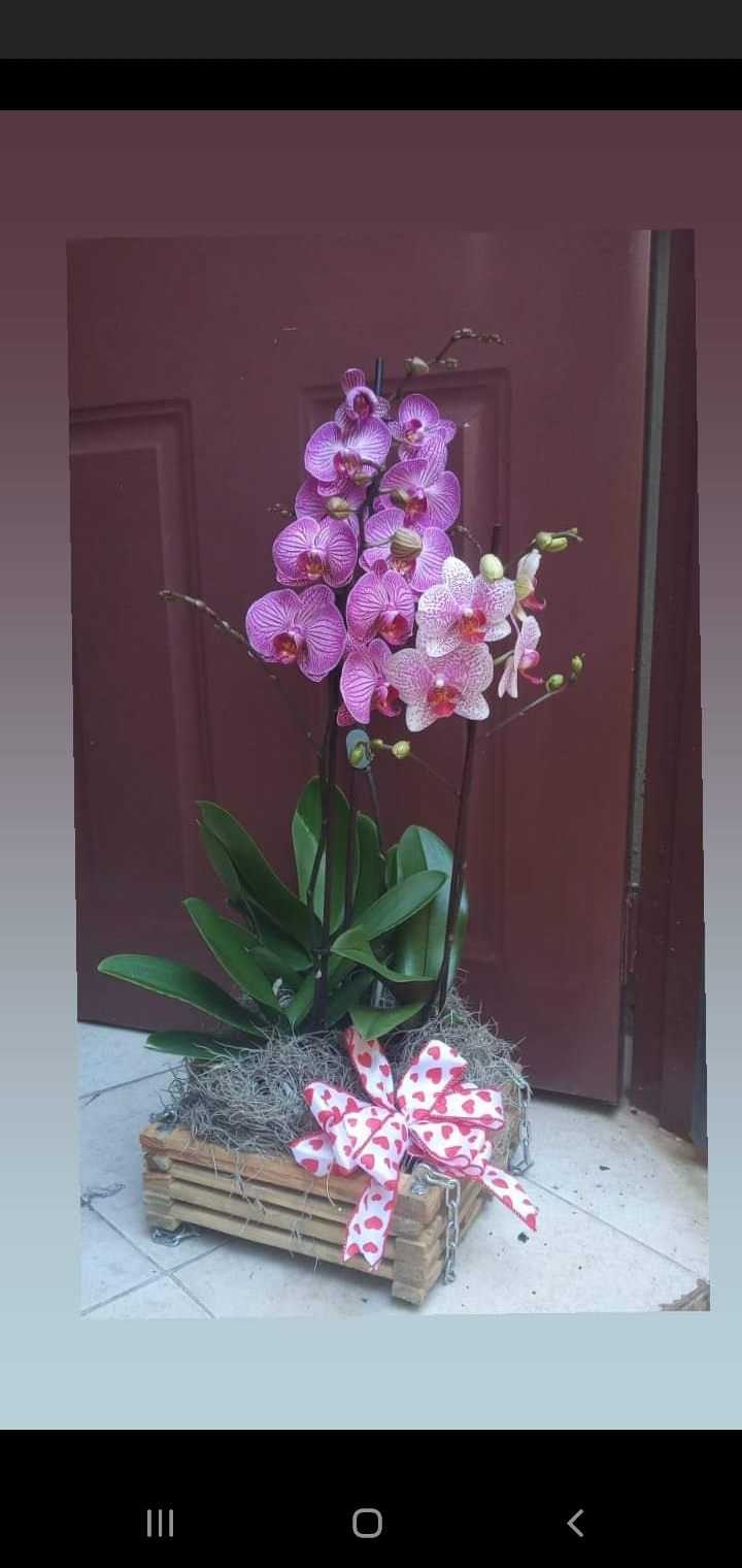 Ventas de orquideas - Imagen 3