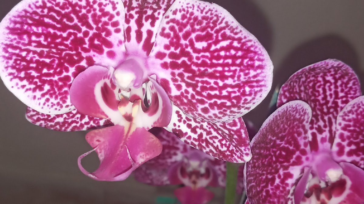 Ventas de orquideas - Imagen 1