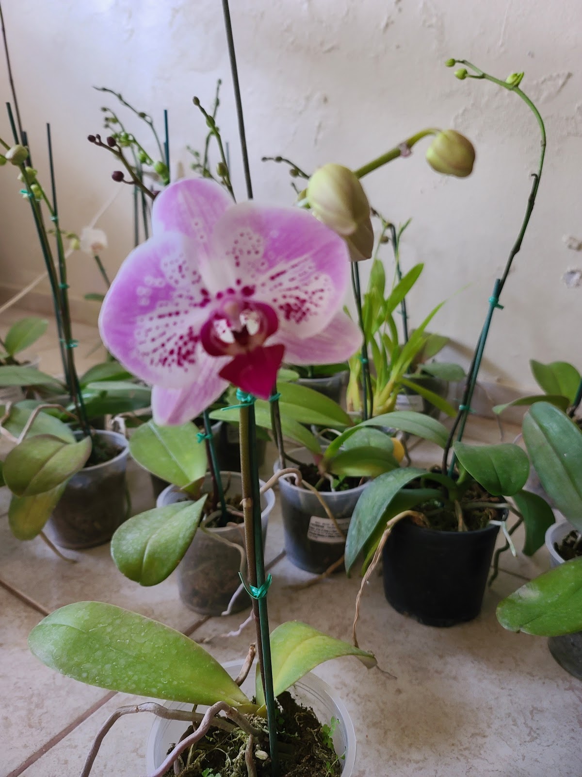 Ventas de orquideas - Imagen 2