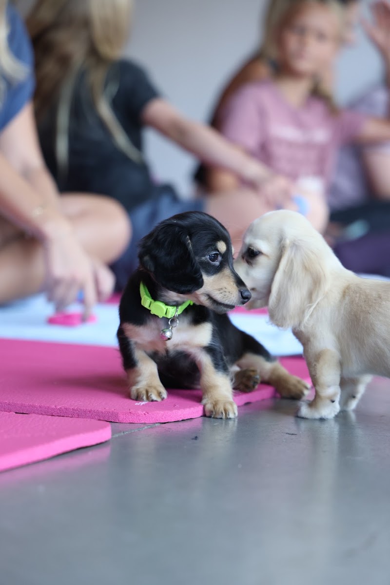 Puppy Yoga Baltimore (Puppies Yoga)