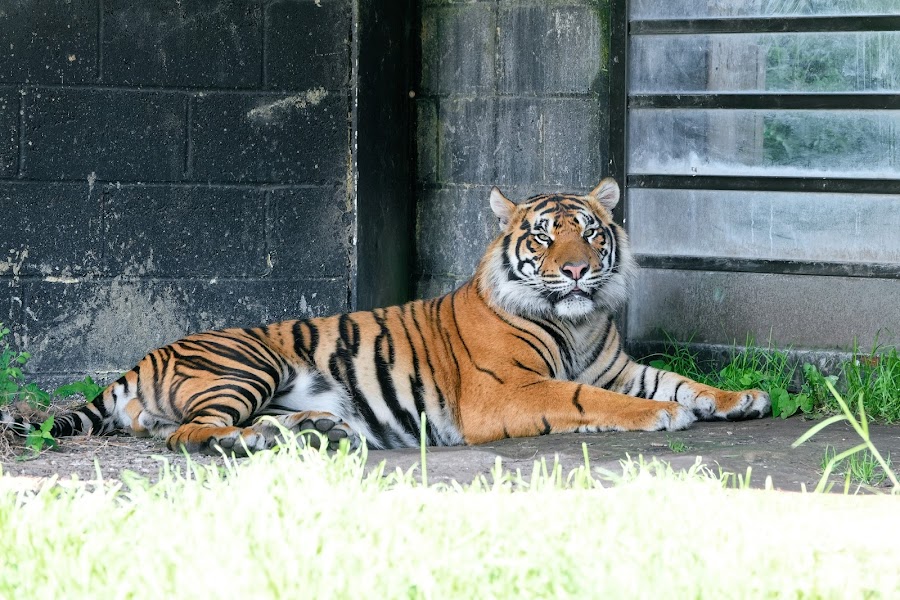 Tiger Territory