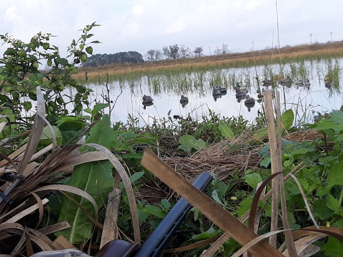 Cajun Wildlife Adventures
