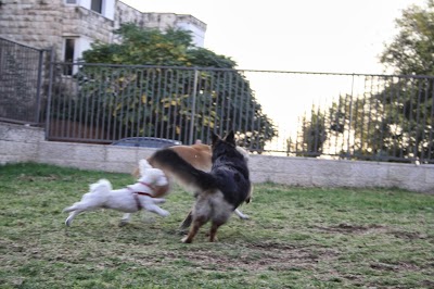 פנסיון ביתי לכלבים - Home dog sitting