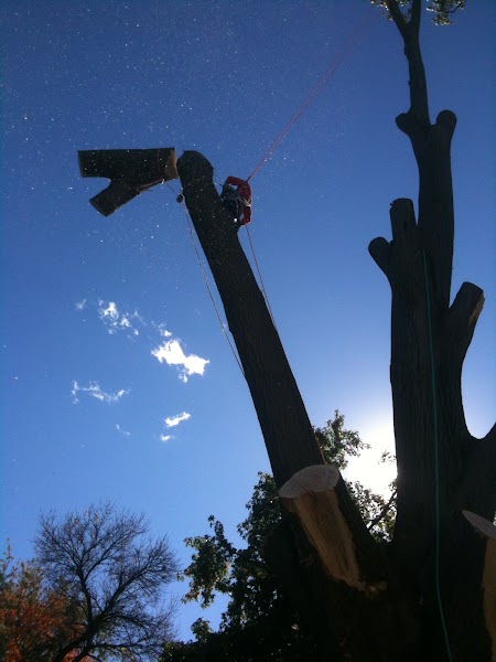 SAFETY Tree Service