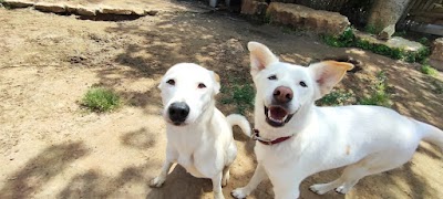 פנסיון ואילוף כלבים וולפאק