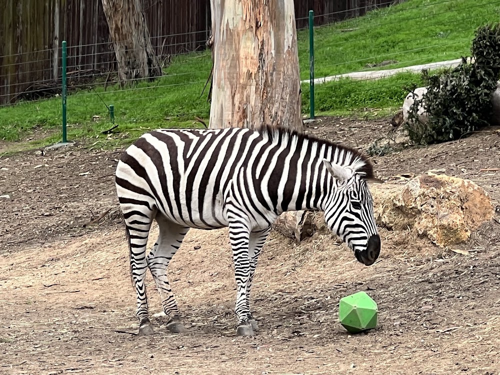 Oakland Zoo photo