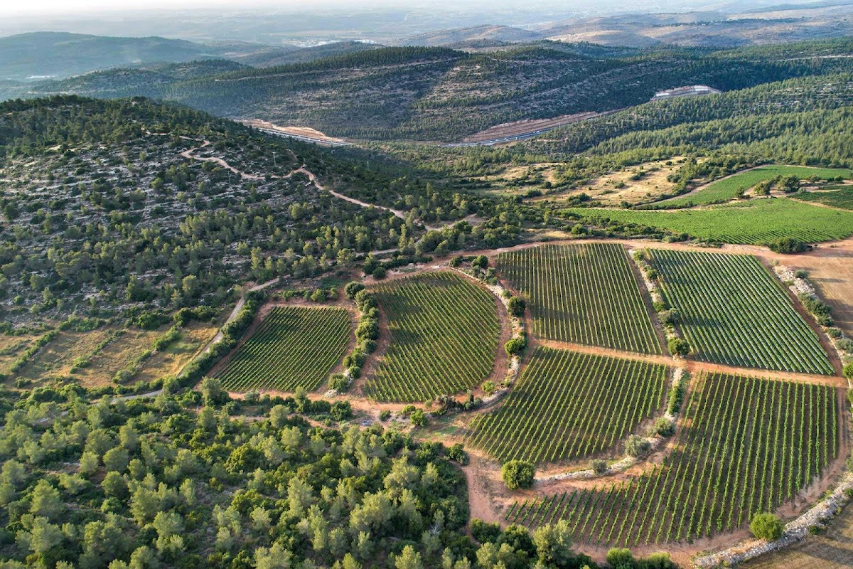 Tzora Vineyards