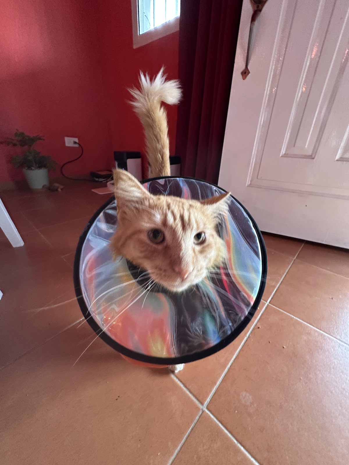 Zoona Animal Veterinaria - Imagen 1