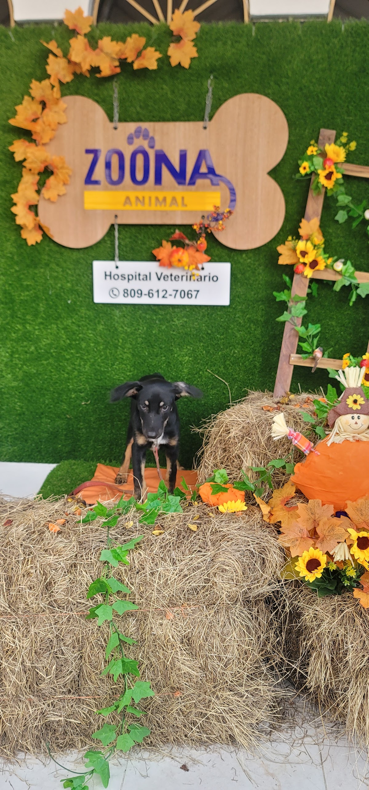 Zoona Animal Veterinaria - Imagen 3