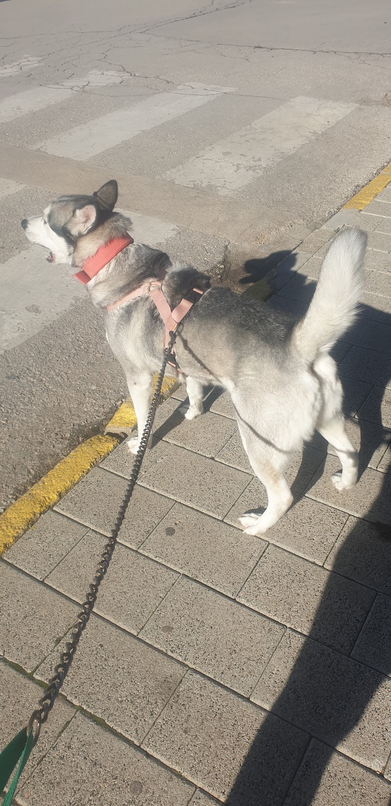 CLINICA VETERINARIA NAVARRO