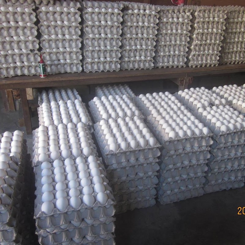 EGGS SITE