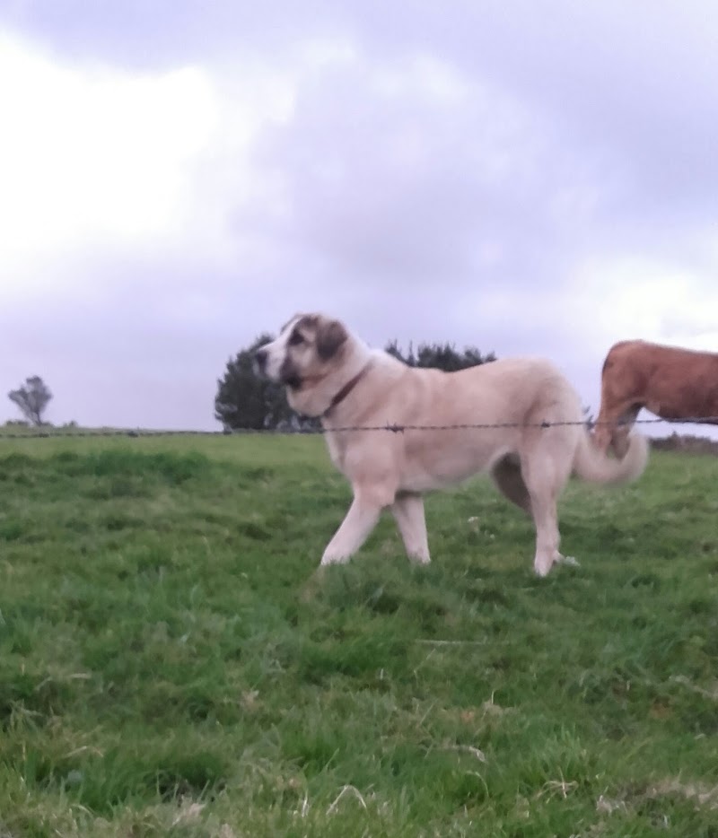 Carnicería Ría de Viveiro photo 4