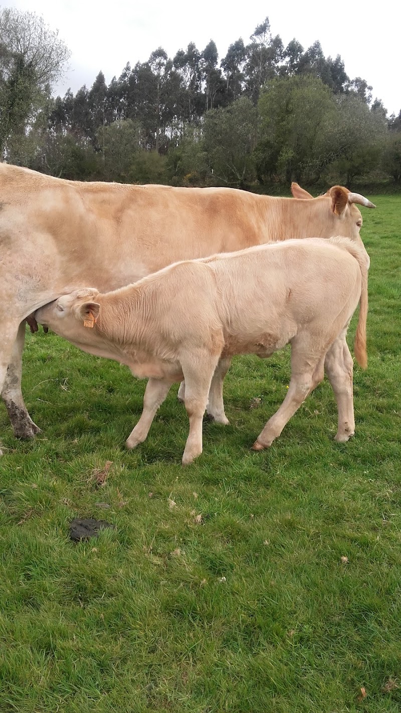 Carnicería Ría de Viveiro photo 5