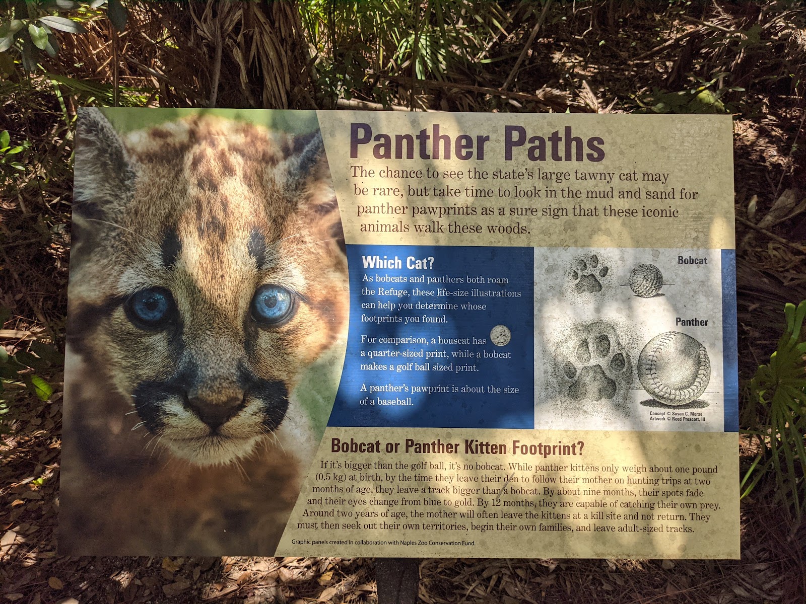 Florida Panther National Wildlife Refuge