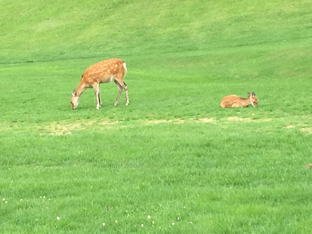 Grand Sapporo Country Club - Photo 4