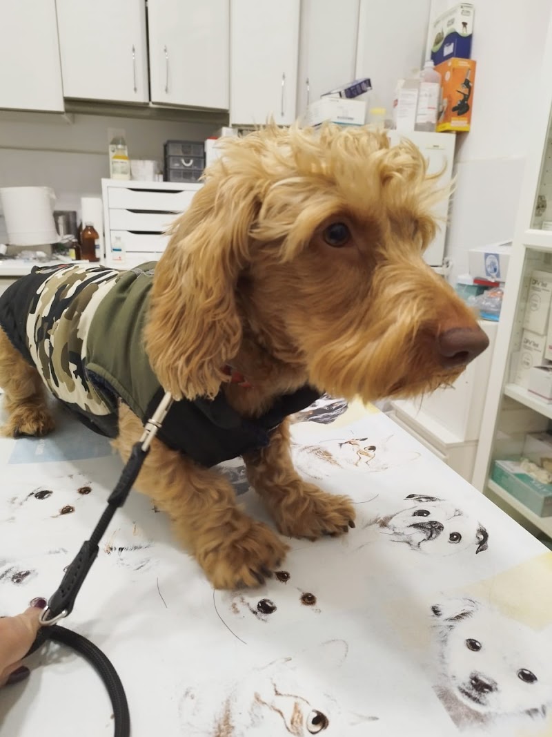 Consultorio Veterinario Adrian P. Torres