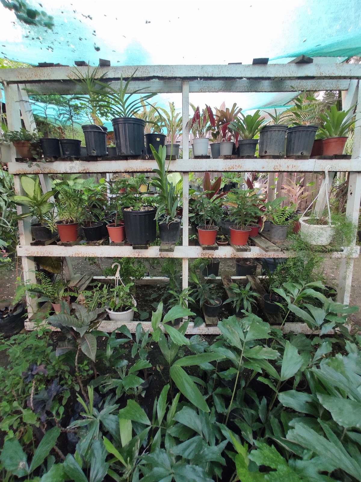 Vivero Mi Patio - Imagen 2