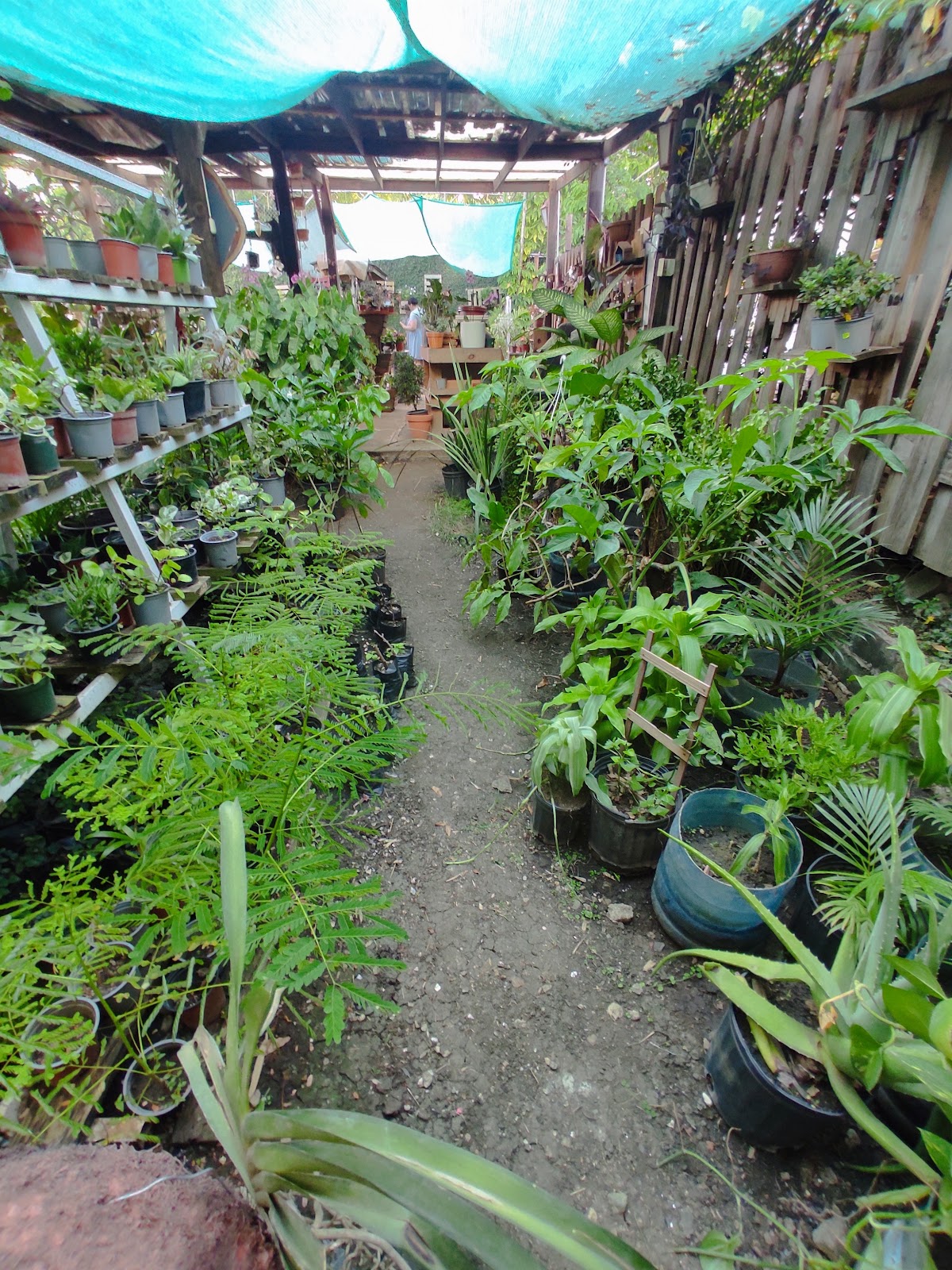 Vivero Mi Patio - Imagen 3