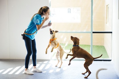 Dogtopia of Chattanooga - Southside