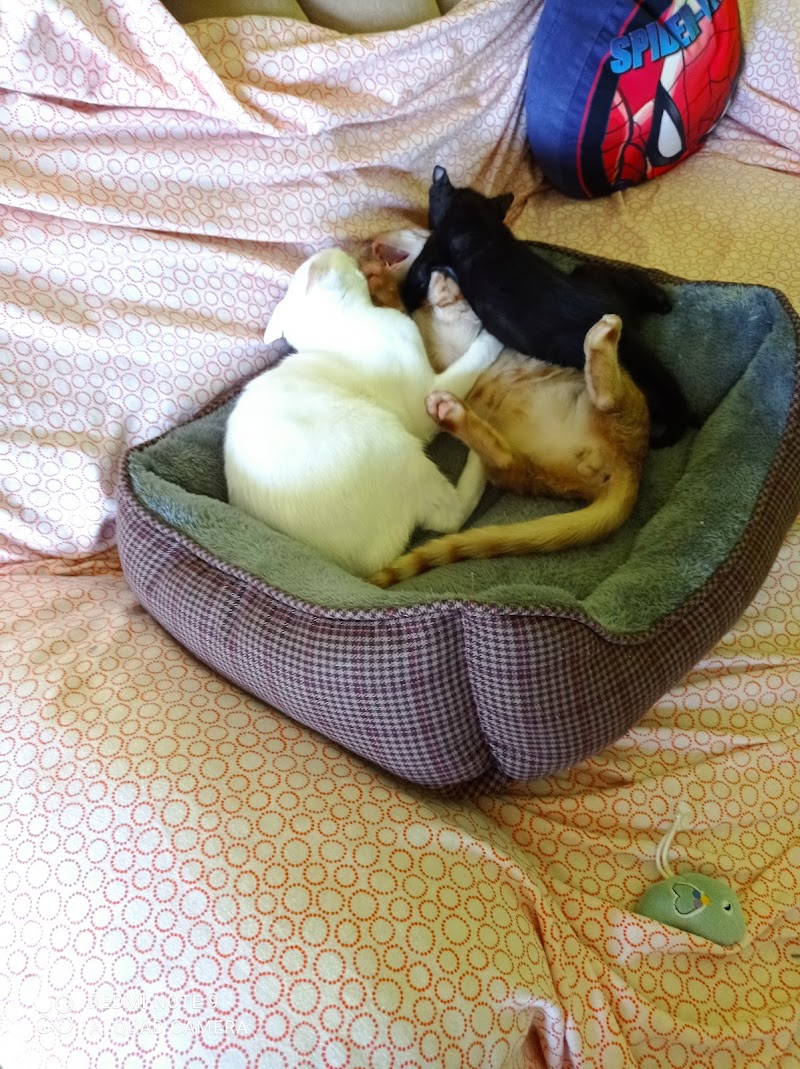 Clinica Veterinaria Africa