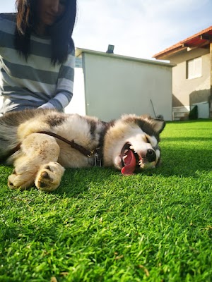 פנסיון דוג פלאנט