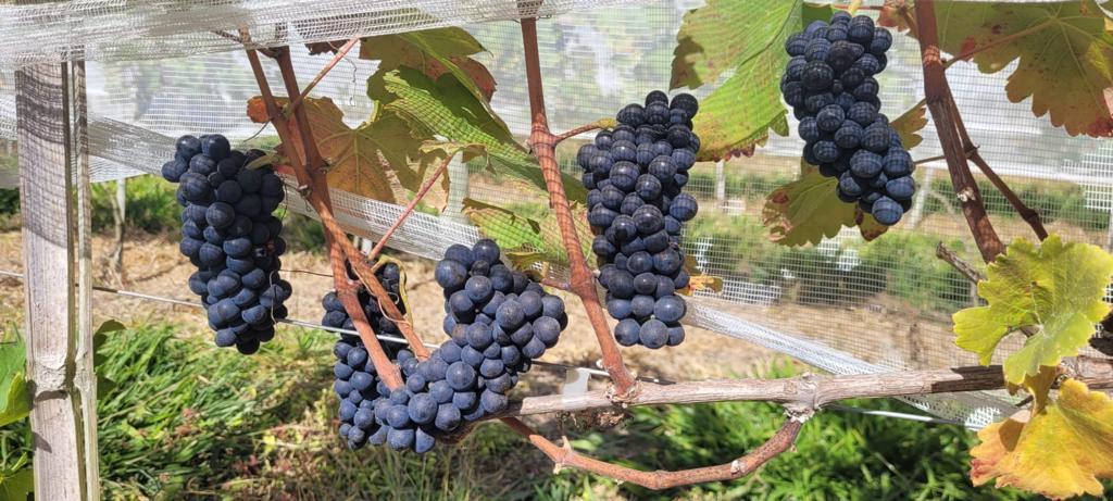Vinícola Quinta dos Maias