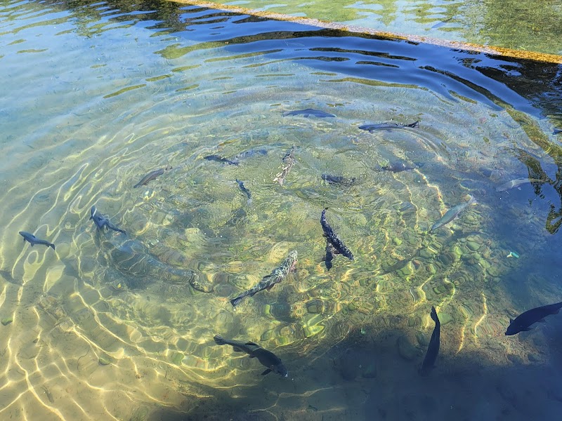 Wizard Falls Fish Hatchery - Photo 4