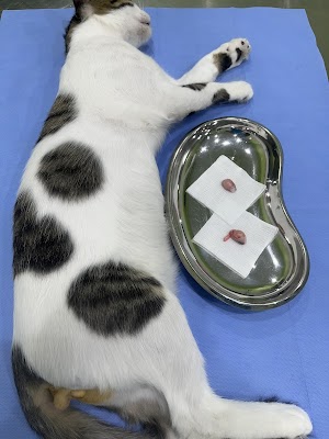 عيادة العلاج السريع البيطرية