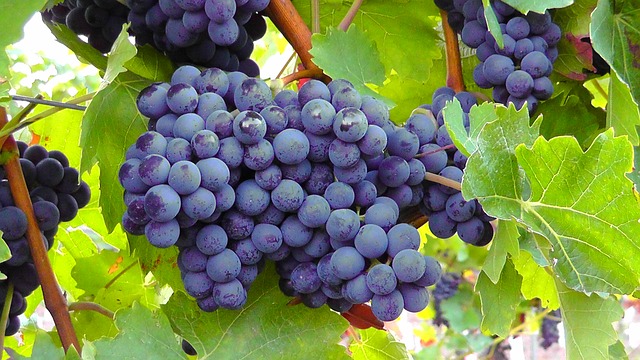 DOMAINE DE MOULERIN
