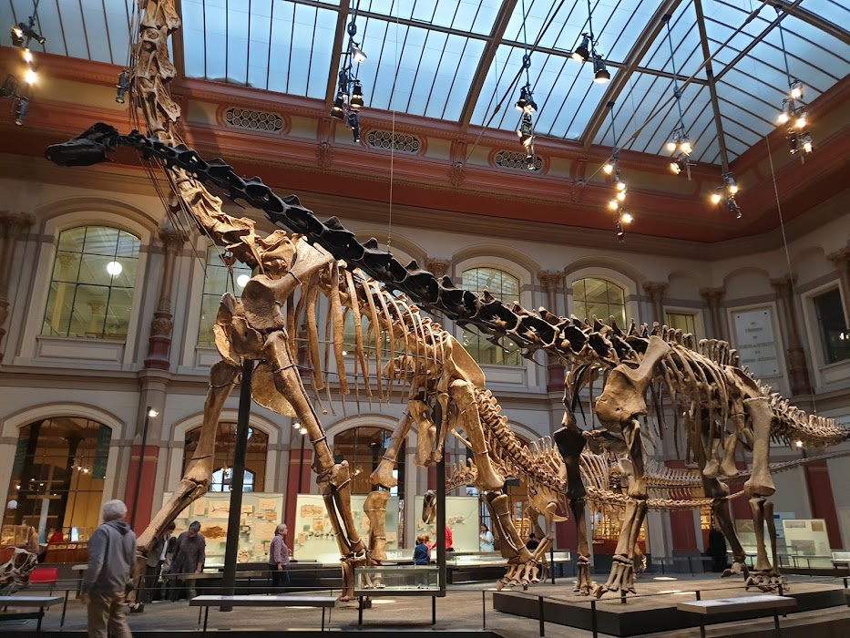 Museum für Naturkunde fotoğraf 1