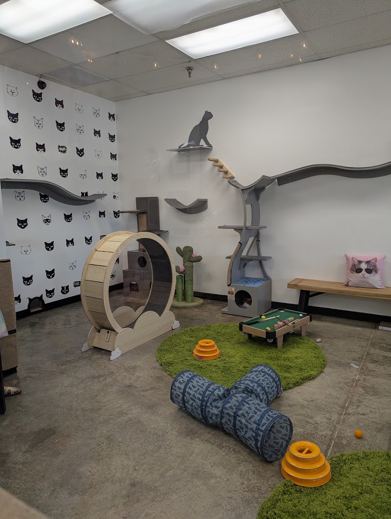 Central Purrk Cat Cafe photo 4