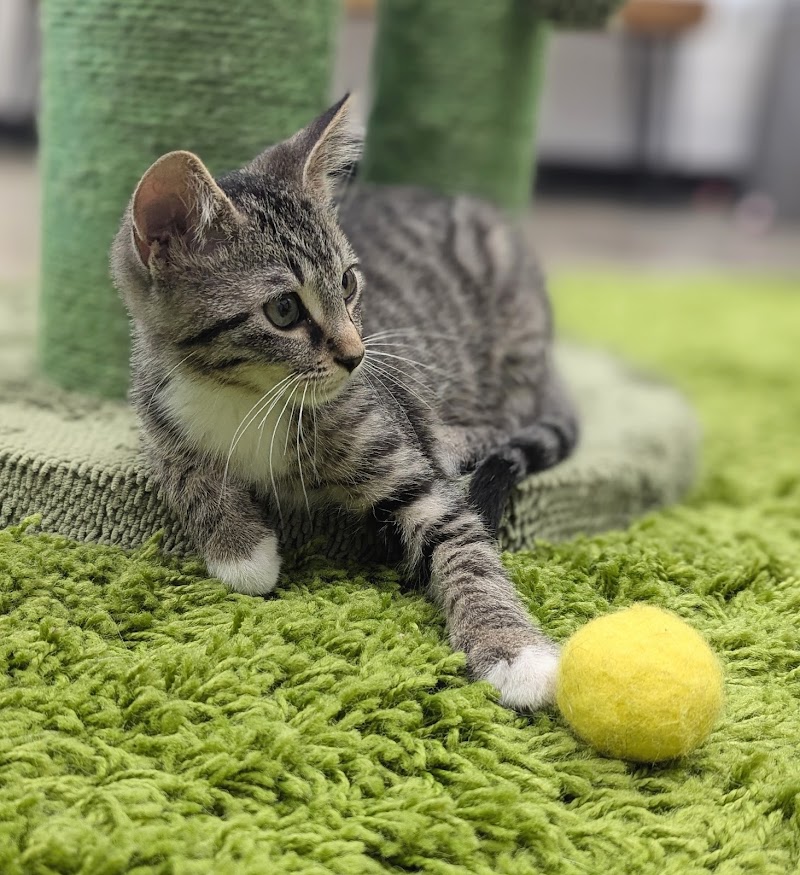 Central Purrk Cat Cafe photo 4