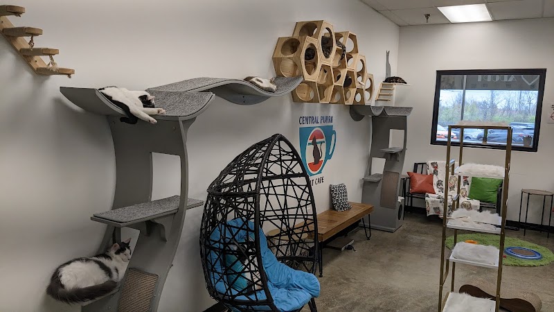 Central Purrk Cat Cafe photo 1